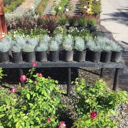Curby S Nursery 46 Photos 57 Reviews Nurseries Gardening Photo Of Curby S Nursery Temecula Ca United States Variety Color And