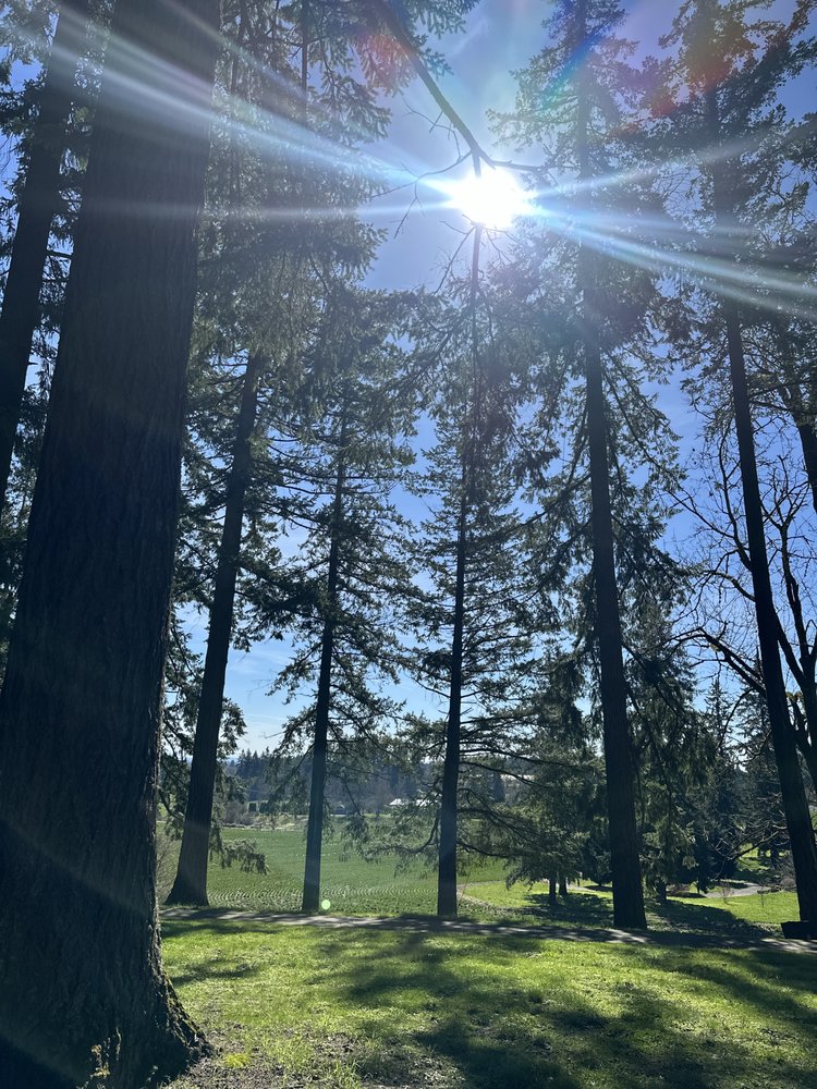 Single Line Tree Care