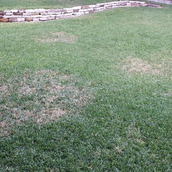 Hawx Pest Control 18 Photos 25 Reviews 5555 N Photo Of Hawx Pest Control Austin Tx United States My Lawn After