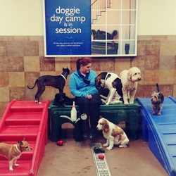 petsmart dog training petsmart dog training