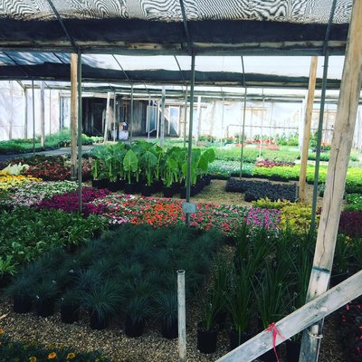 Nursery Direct Nurseries Gardening 1211 Alcove Ave Lubbock Photo Of Nursery Direct Lubbock Tx United States