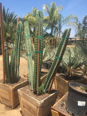 Macias Nursery 29900 Sierra Del Sol Thousand Palms Ca Nonclified Macias Nursery 29900 Sierra Del Sol Thousand Palms Ca Nonclified Elishments Mapquest