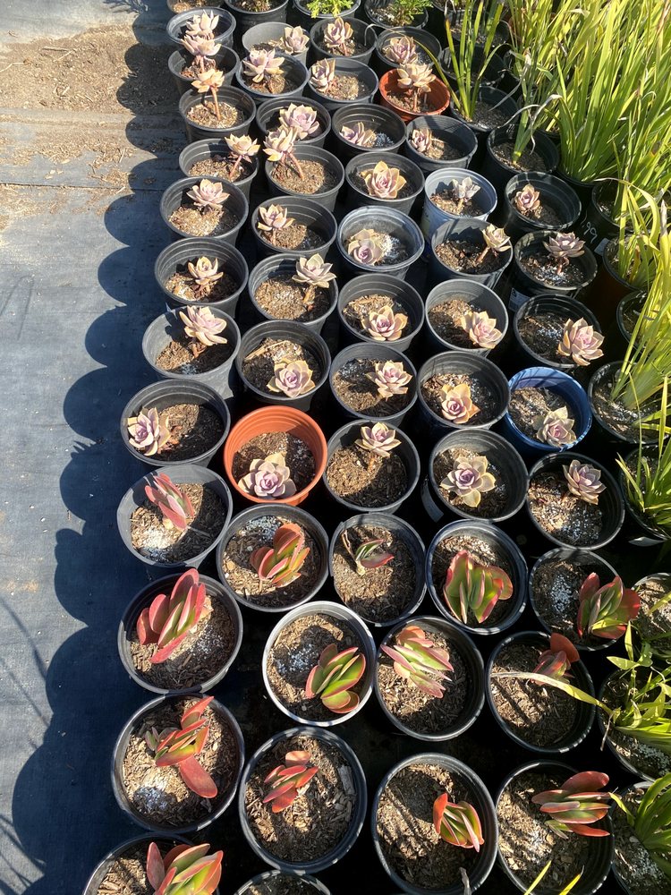 Gomez Nursery