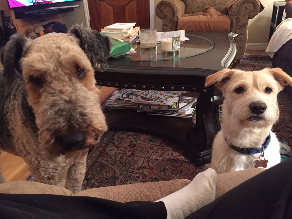 Rose’s TLC Pet Care 12 Photos & 11 Reviews Pet Sitting Cambrian