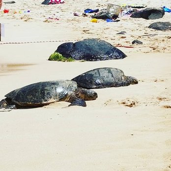 Laniakea Beach 1028 Photos 368 Reviews Beaches 61 676 Photo Of Laniakea Beach Haleiwa Hi United States Turtles Chilling In The