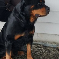 dog boarding medford oregon dog boarding medford oregon