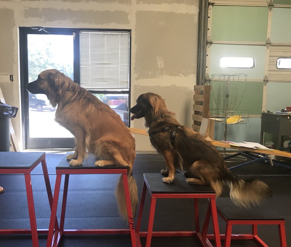 Jackie S Basics And Beyond Dog Training Jackie S Basics And Beyond Dog Training