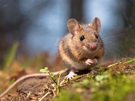 Eliminate All Pest Control