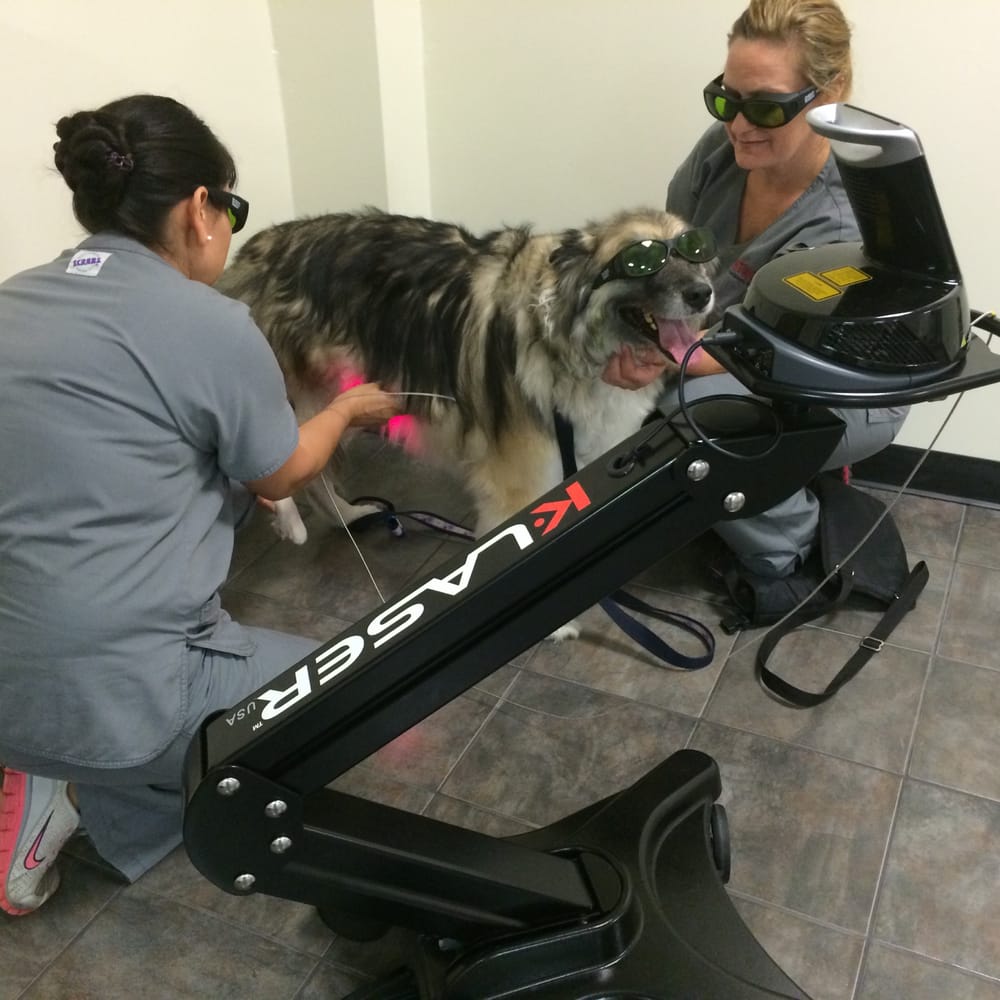 Fort Worth Veterinary Surgical Veterinarians 3800 Hulen St