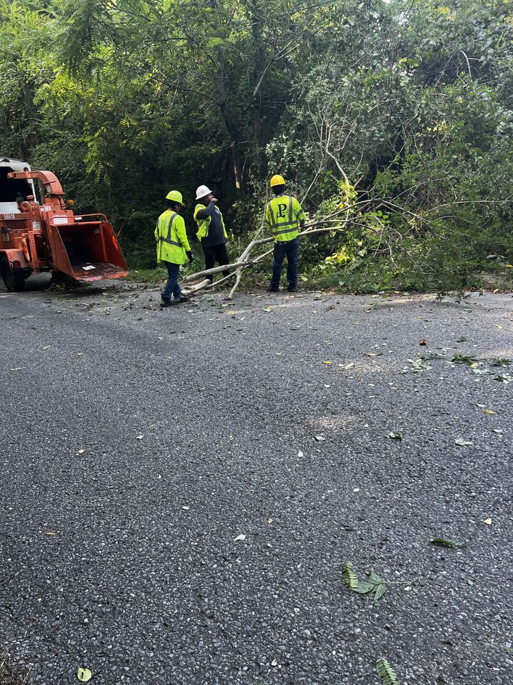 C.O. Tree Service