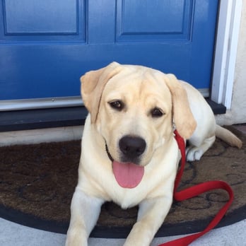 get it done dog training san diego