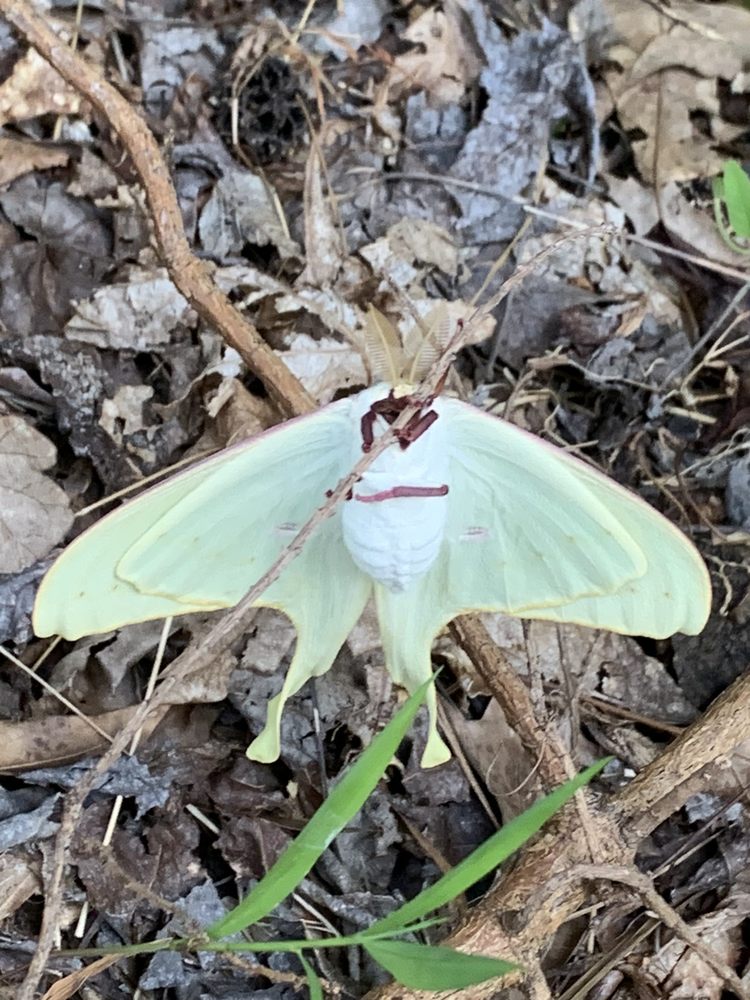 Palladian Place Apartments