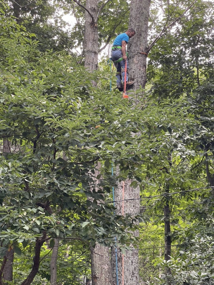 VII Oaks Tree and Yard Service