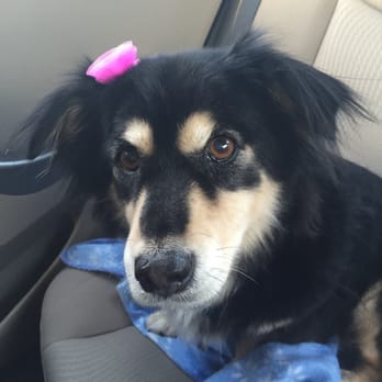 petsmart bather