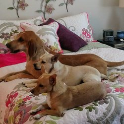 dog walker las vegas dog walker las vegas