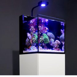 barrier reef aquariums 67