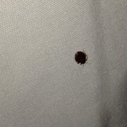 Plaza Motel Hotels 12830 Front Beach Rd Panama City Fl Photo Of Plaza Motel Panama City Beach Fl United States Bed Bugs
