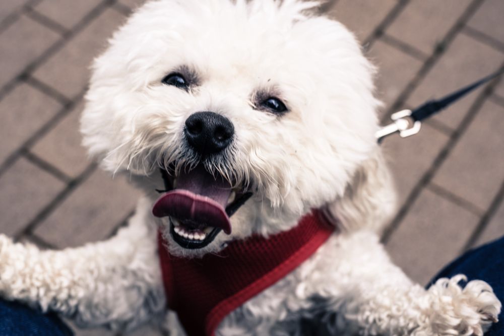 Hippie Hounds Grooming 64 Photos & 70 Reviews Pet Groomers 18514