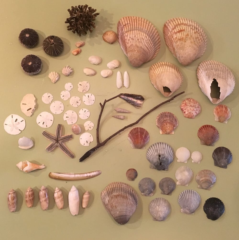 Shells We Found On Shell Island Yelp Photo Of Dolphin And Snorkel Tours Panama City Beach Fl United States