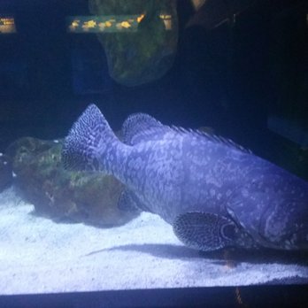 children s aquarium at