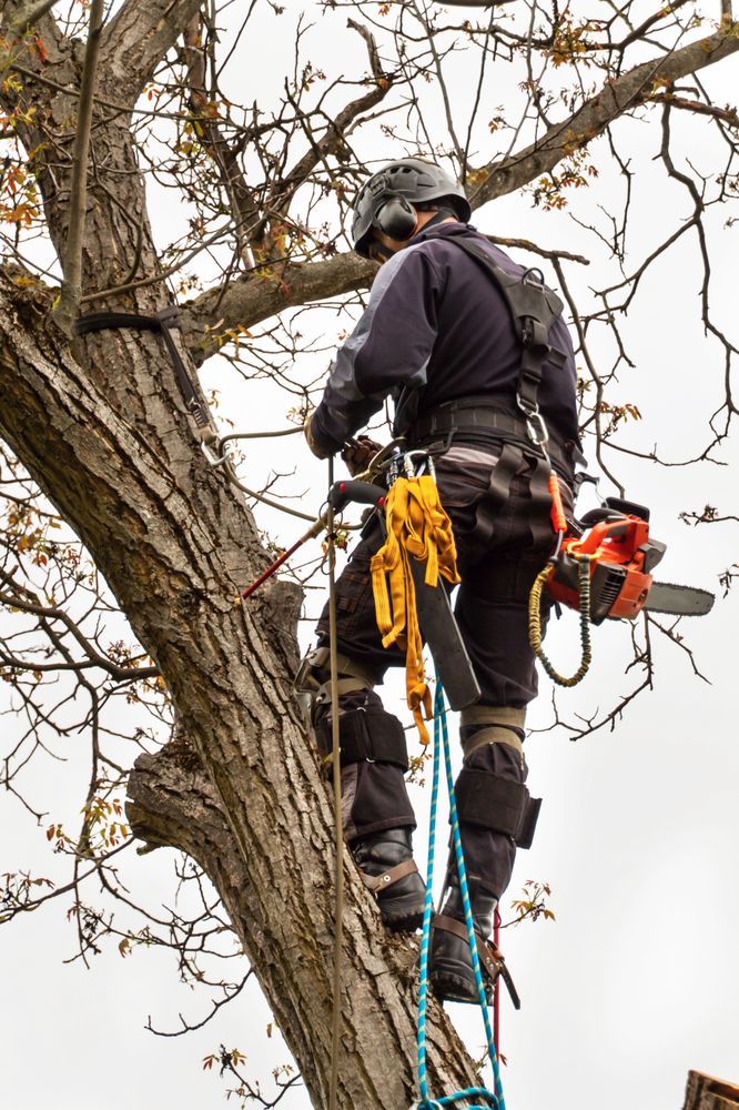 Bexar Tree Works