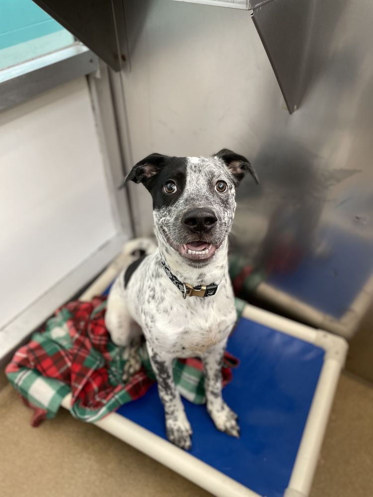 Gulf Coast Humane Society