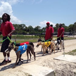 sarasota dog racing sarasota dog racing