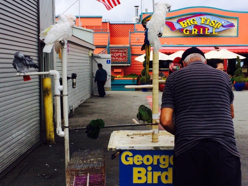Birds Pet Stores Fishermans Wharf, Monterey, CA Yelp