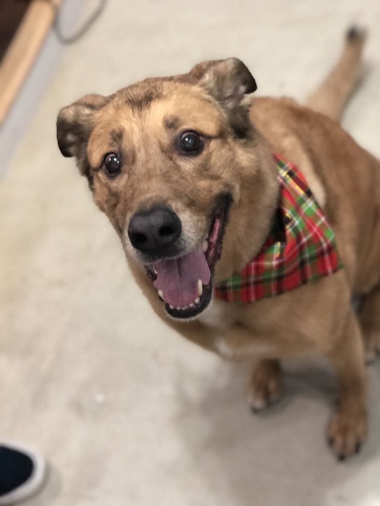 The Groove Hound Dog Grooming Daycare 28 Photos 32 Reviews The Groove Hound Dog Grooming Daycare 28 Photos 32 Reviews Pet Groomers 2236 Frankford Ave Fishtown Philadelphia Pa Phone Number Yelp