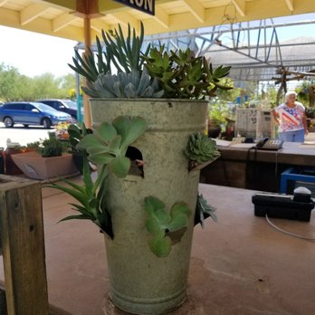 Civano Nursery Inc 91 Photos 26 Reviews Nurseries Gardening Photo Of Civano Nursery Inc Tucson Az United States Succulents