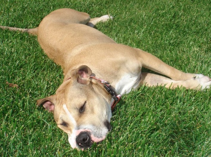 Vacaville Animal Care Center 83 Photos & 31 Reviews Veterinarians