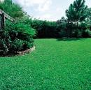 TeamTurf