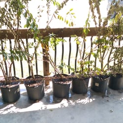 Doug Young Nursery Nurseries Gardening 29 Roberts Rd Forest Photo Of Doug Young Nursery Forest Hill La United States Heres An