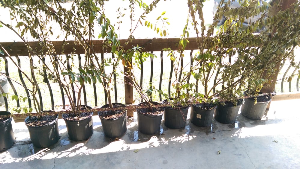 Doug Young Nursery Nurseries Gardening 29 Roberts Rd Forest Doug Young