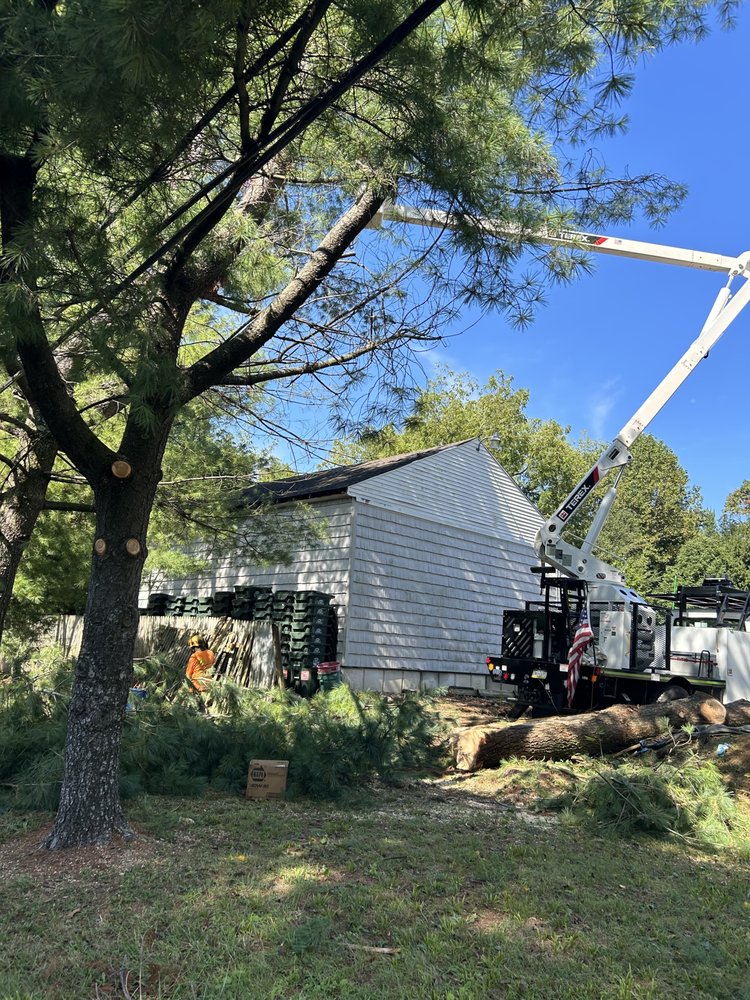 Tree State Property Maintenance