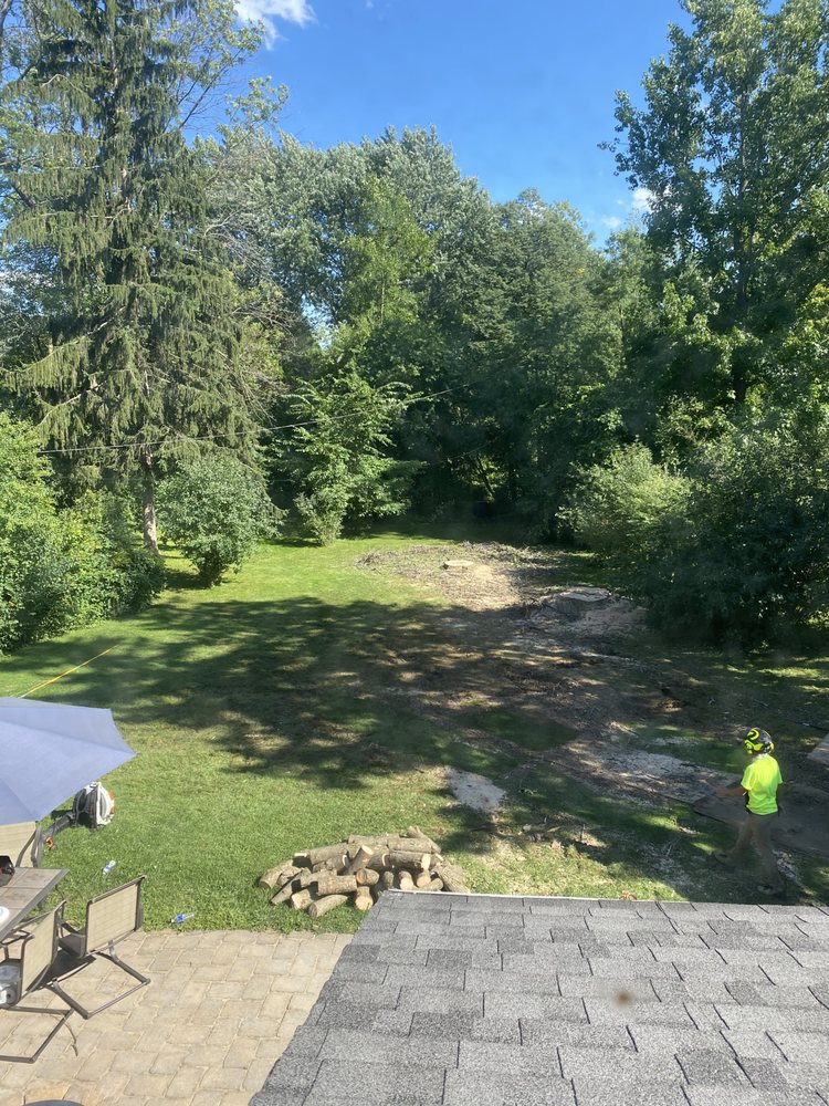 Monster Tree Service of Rochester