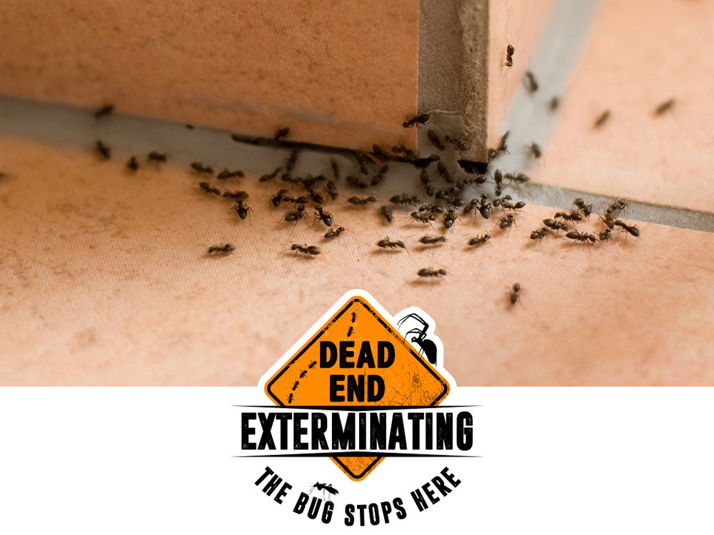 Dead End Exterminating