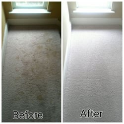 Dr Green Carpet Care 22 Photos 46 Reviews Cleaning Photo Of Dr Green Carpet Care Atlanta Ga United States Urine Stain