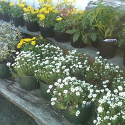 Mazur Nursery Nurseries Gardening 265 Bakers Basin Rd Photo Of Mazur Nursery Lawrenceville Nj United States