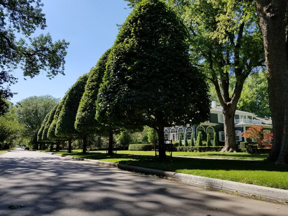 Best Tree Service