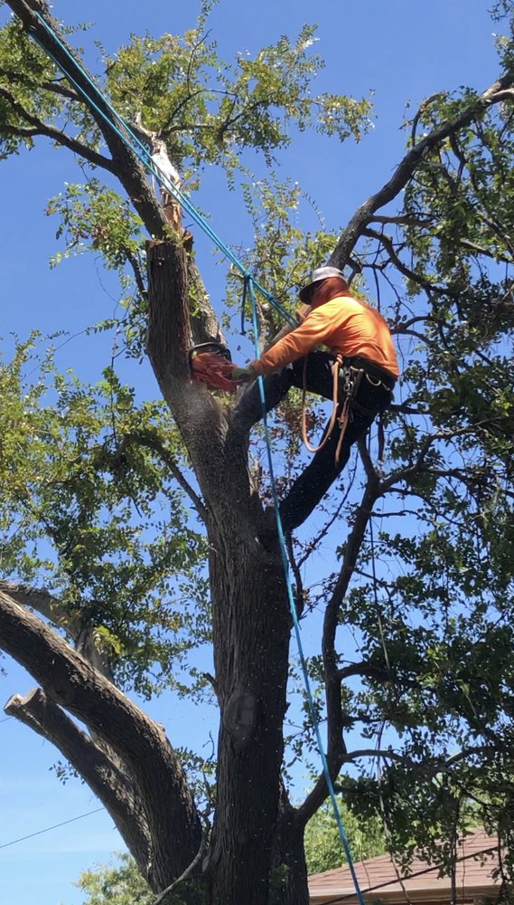 Superior Tree Service