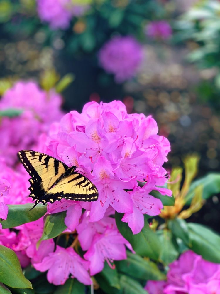 Bountiful Acres Nursery & Garden Center