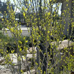 Lotus Gardens Outdoor Living Center - 32 Photos & 12 Reviews