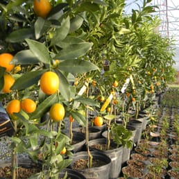 Going Green Plant Nursery 11 Photos Gardeners 135 Stanfield Rd Photo Of Going Green Plant Nursery Screven Ga United States Georgia Citrus