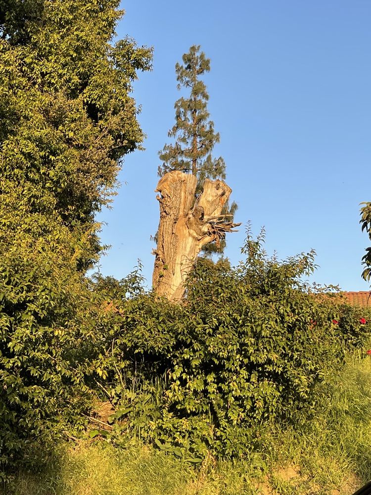 Luis Tree Service