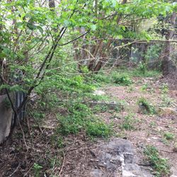 Family Tree Service Services 110 Dinsmore St New Photo Of Family Tree Service Staten Island Ny United States Before