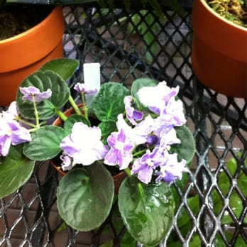RF Orchids - 457 Photos & 32 Reviews - Nurseries & Gardening - 28100 SW