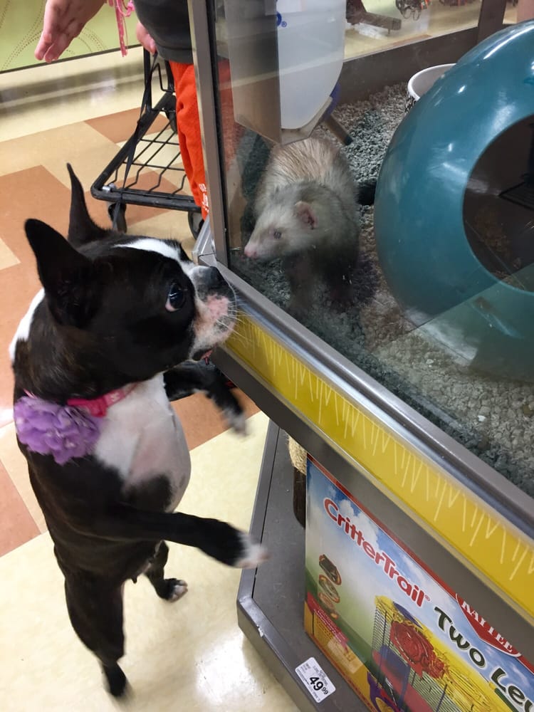 Petco 10 Photos Pet Training 13 Welles St, Glastonbury, CT