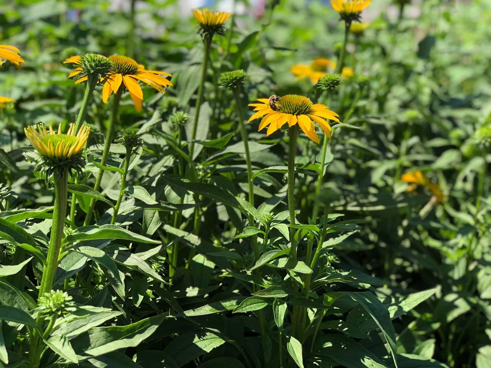 Brawley Garden Center