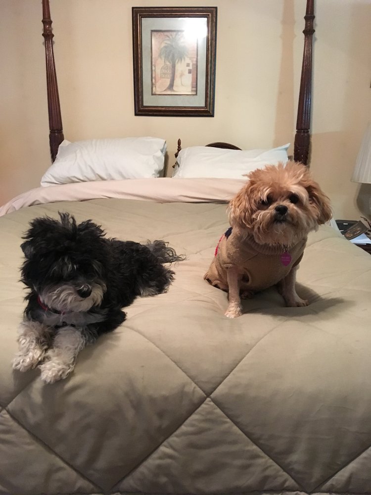 Humane Society of York County 13 Photos Animal Shelters 8177 Regent Pkwy, Fort Mill, SC